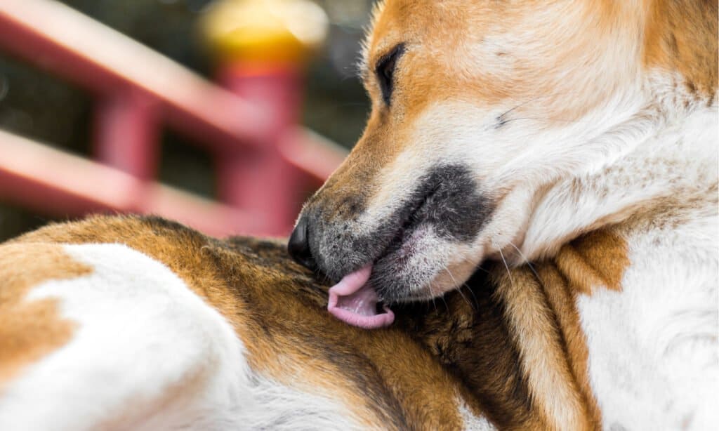 do dogs lick themselves when in pain