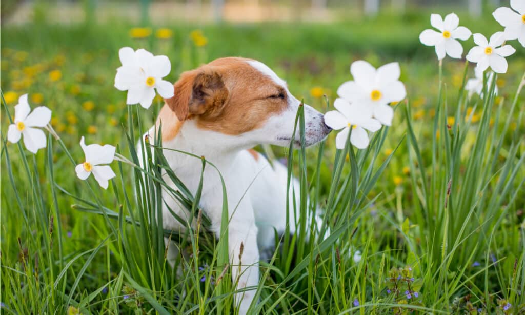 Jack Russell with flowers