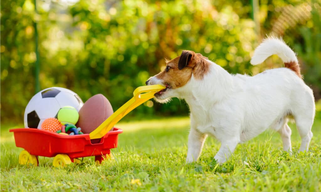 why do dogs hump - goody box of toys