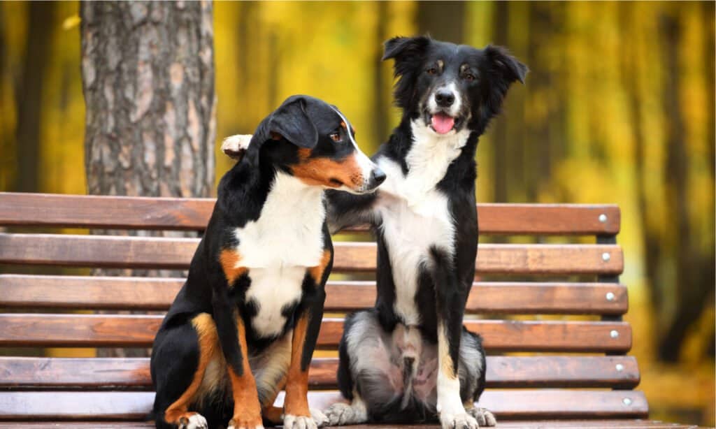 Dogs hump you to show they feel safe around you and hump you to indicate they are ready for playtime. It is prevalent among dogs with high energy as they tend to get even more excited during playtime.