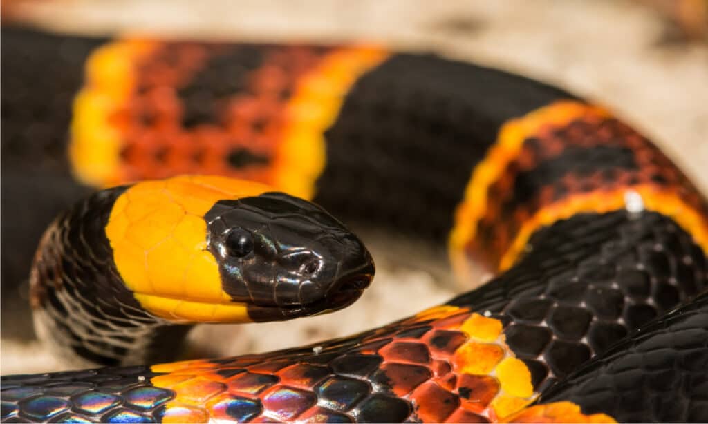 What Do Coral Snakes Eat?