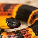 Eastern coral snake