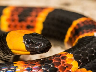 A Eastern Coral Snake