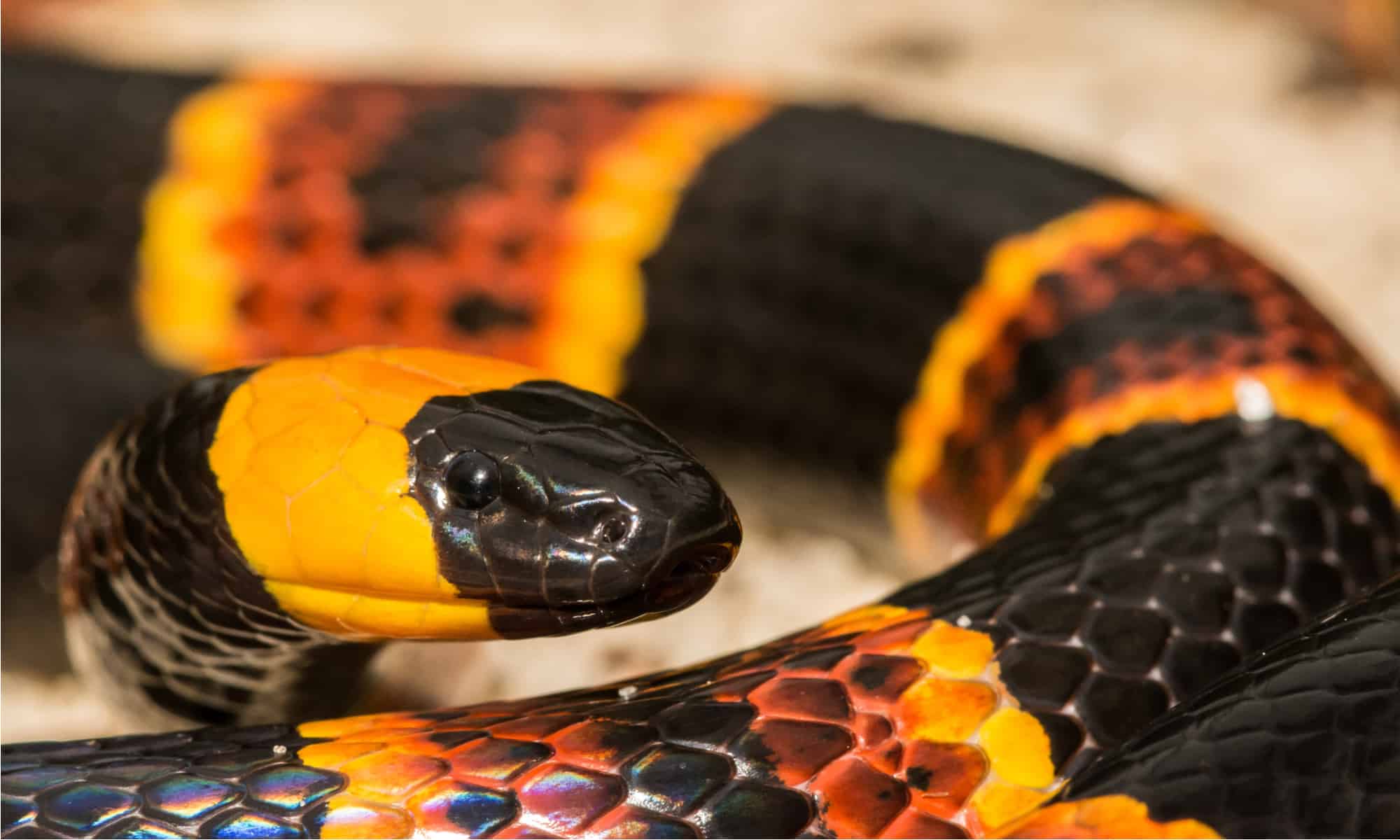 Coral Snakes In Florida Az Animals