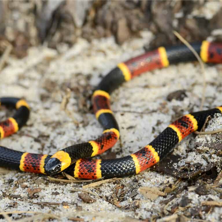 An Eastern Coral Snake crawls over sandy soil