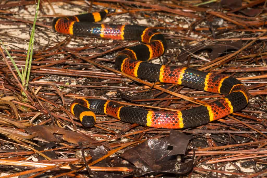 An Eastern Coral Snake on decaying vegetation