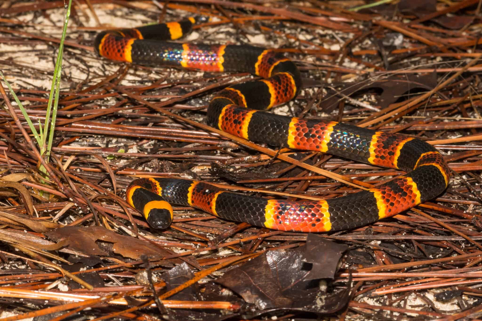 Трёхцветная змея около пруда гибрид