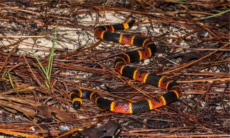 The weight of the Eastern Coral Snake is between 2 and 5 pounds, depending on its size.
