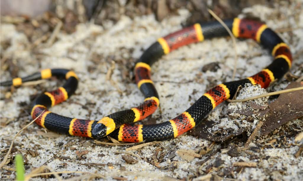 Coral Snake Rhyme The One Rhyme To Avoid Venomous Snakes W3schools   Eastern Coral Snake On Sand 1024x614 