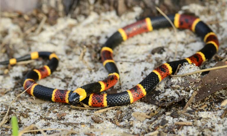 Eastern coral snake (Micrurus fulvius) are graceful, slender snakes whose length ranges between 2 and 3 feet when they’re mature.