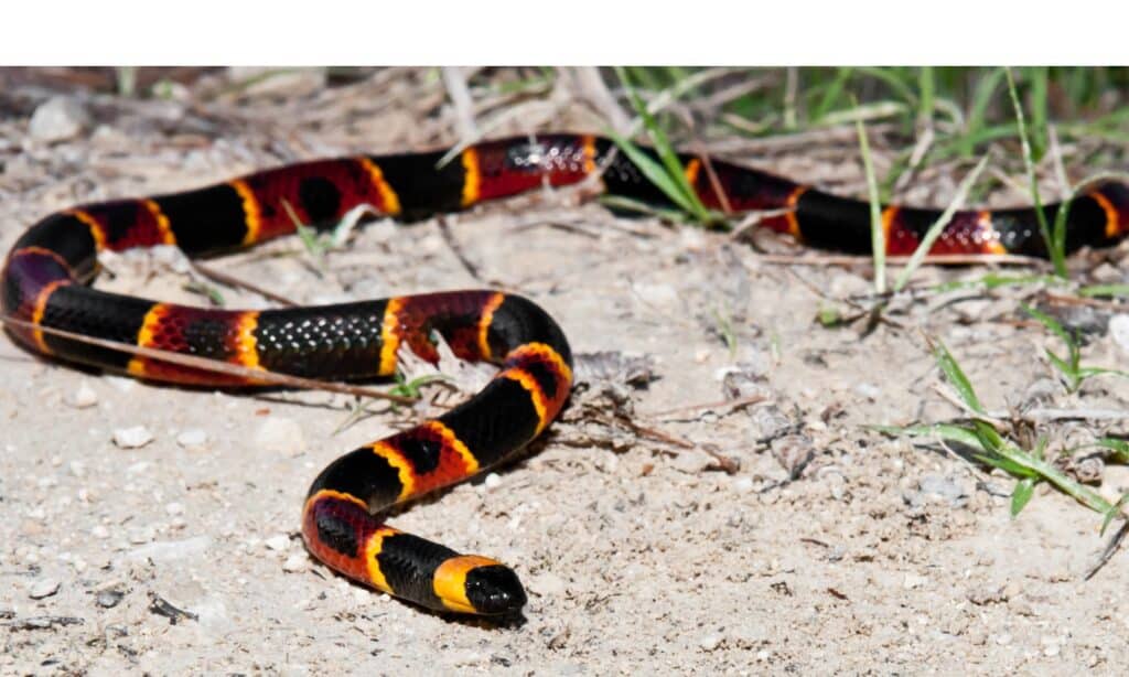 The eastern coral snake has a black snout followed by a band of yellow, then black, then yellow or white, then red, then yellow then black all the way down to the tail.