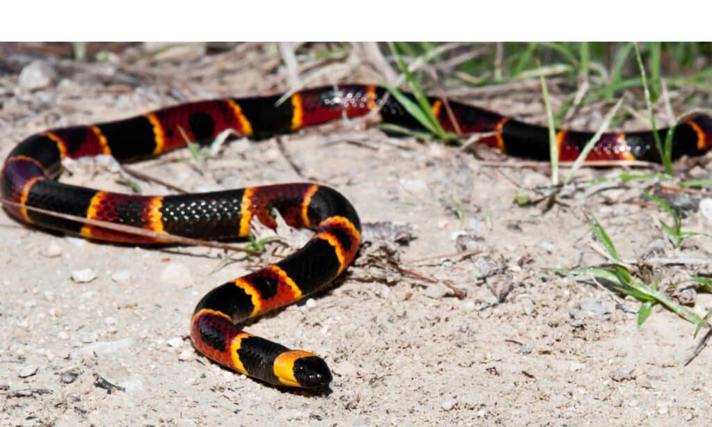 Coral snake, a venomous snake