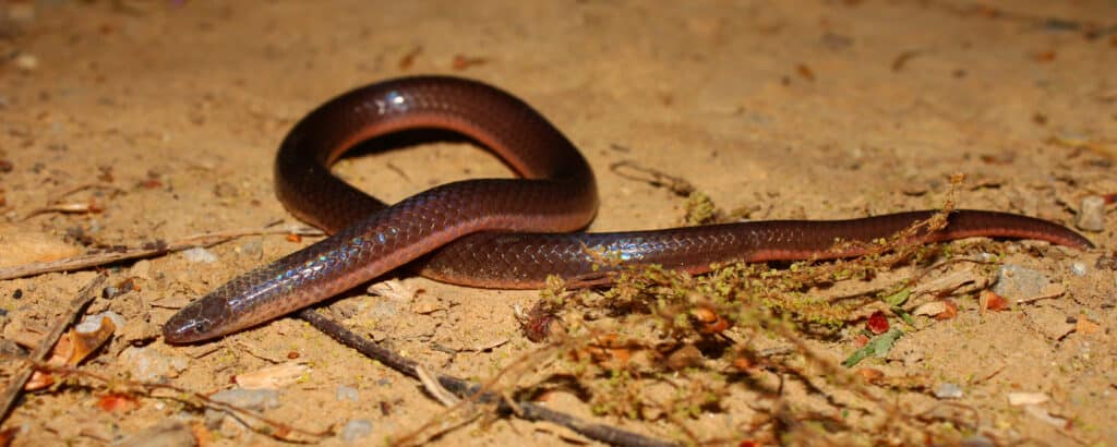 An Eastern Worm Snake crawls over the ground