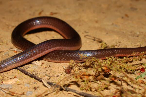 Worm Snakes typically have dark tops and lighter-colored undersides