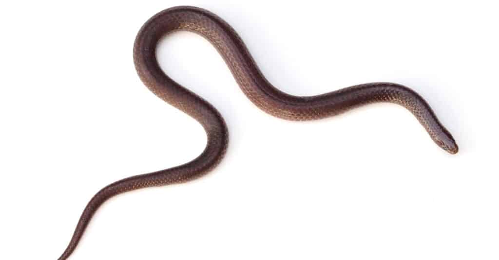 Eastern Wormsnake (Carphophis amoenus) on a white background