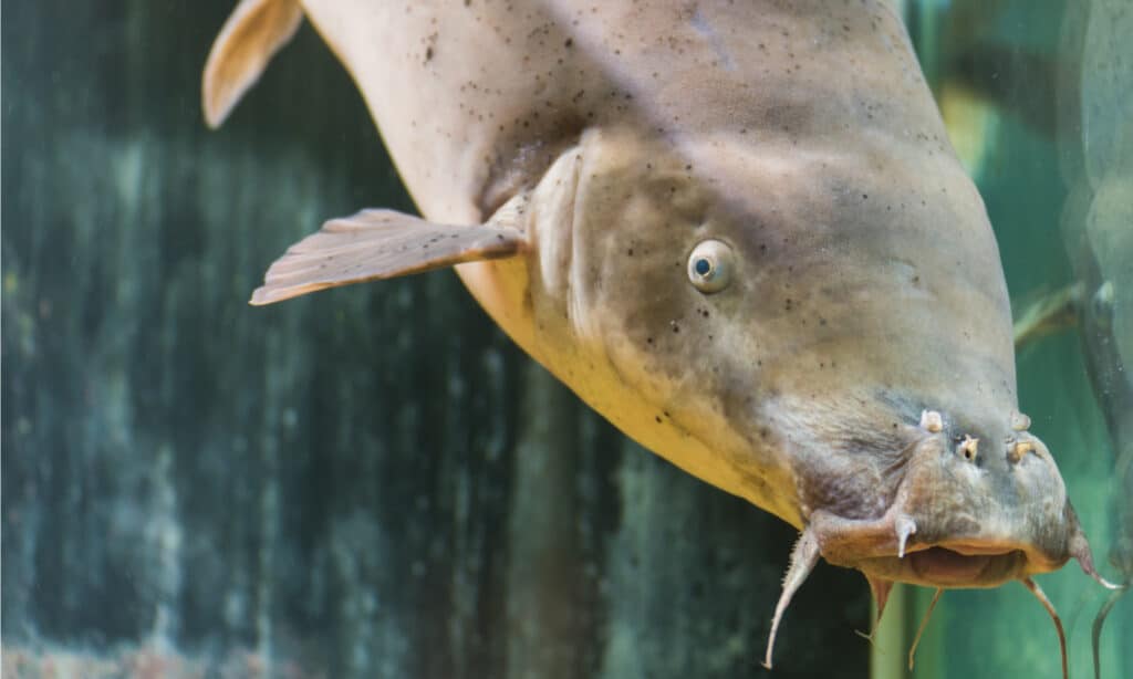 Electric Catfish are generally gray-brown on the back and sides.