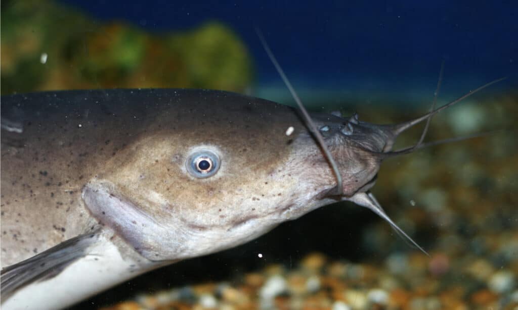 Electric catfish close-up. The catfish can discharge a shock of up to 450 volts to defend itself and capture prey.