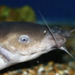 Electric catfish