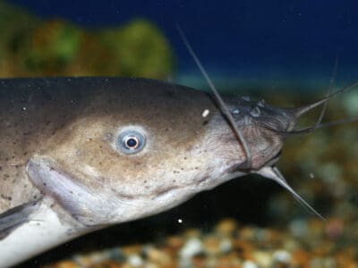 A Electric Catfish