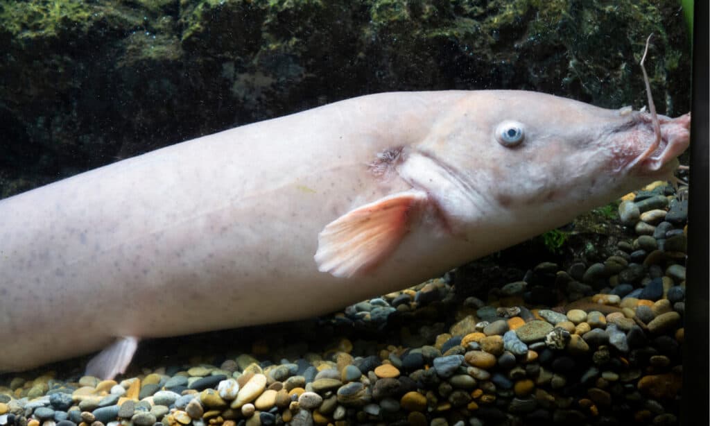 Electric catfish in aquarium tank. Some of these fish can easily measure up to 4 feet long from snout to tail.