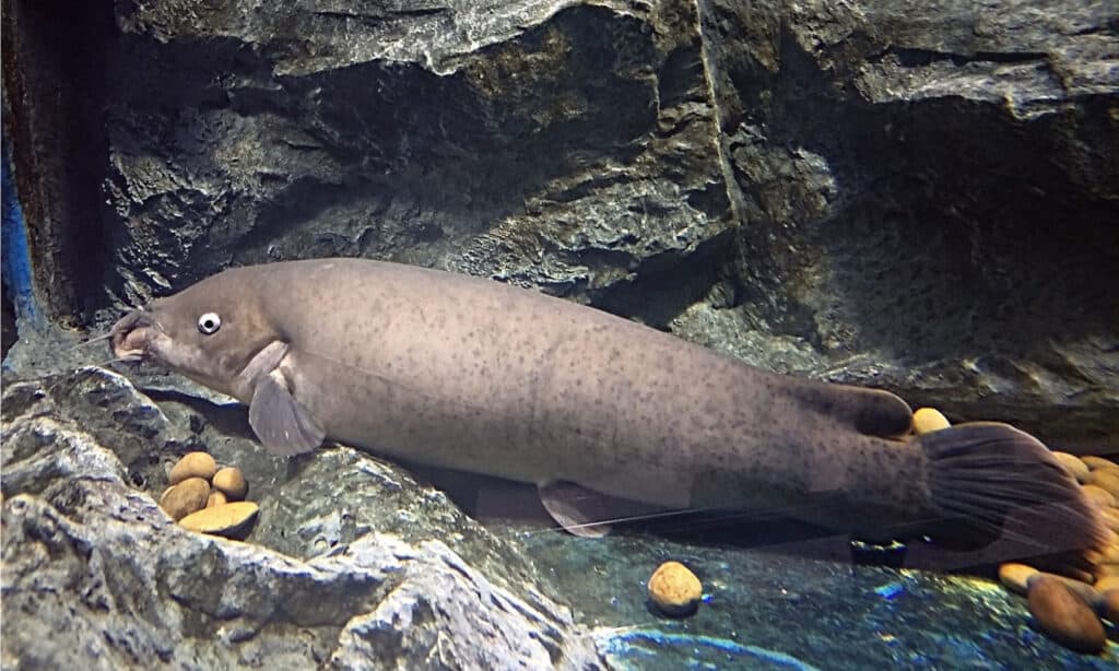 The Electric Catfish is characterized by a long, puffy body with thick lips, small eyes, rounded snout and three pairs of barbels.