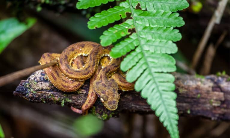 Coiled up baby eyelash viper in Arenal Hanging Bridges Park in Costa Rica.