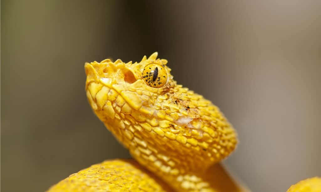 eyelash viper