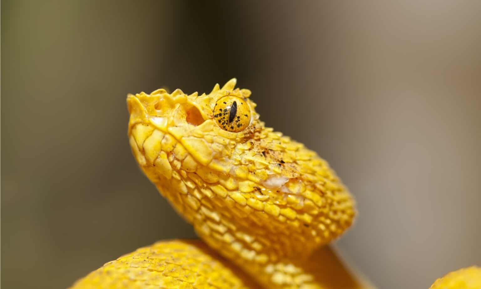 Eyelash Viper - A-Z Animals