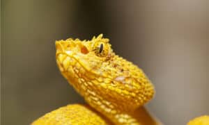Discover 13 Yellow Snakes Picture