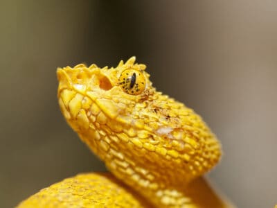 A Eyelash Viper