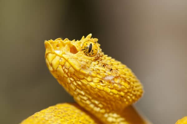 red eyelash viper snake