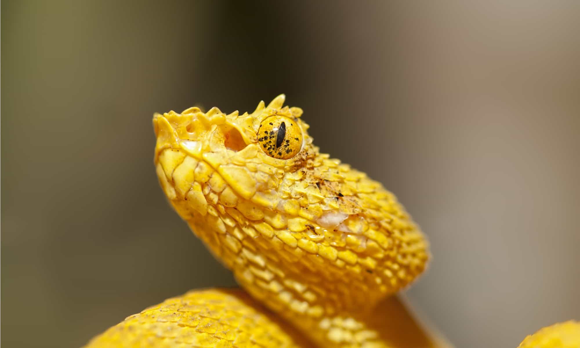 yellow viper snake