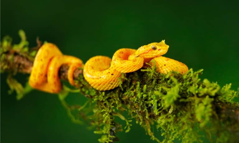 Eyelash viper, Bothriechis schlegeli, on green mossy branch. They have subtle and sparse speckles of brown or black dots along their entire body.
