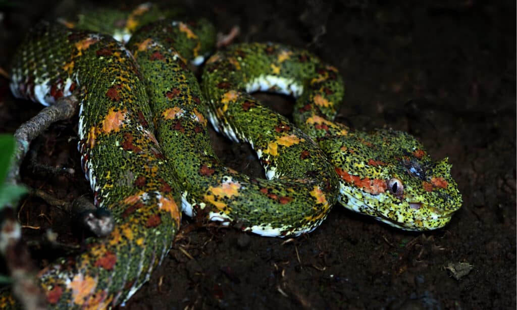 A dangerous eyelash viper, Bothriechis schlegelii, in Costa Rican rainforest. The snake can be bold shades of green and yellow.