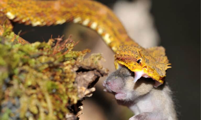 A yellow eye lash viper striking a mouse. The snake has large needle-like fangs that fold onto the roof of their mouth when they are not going after prey.