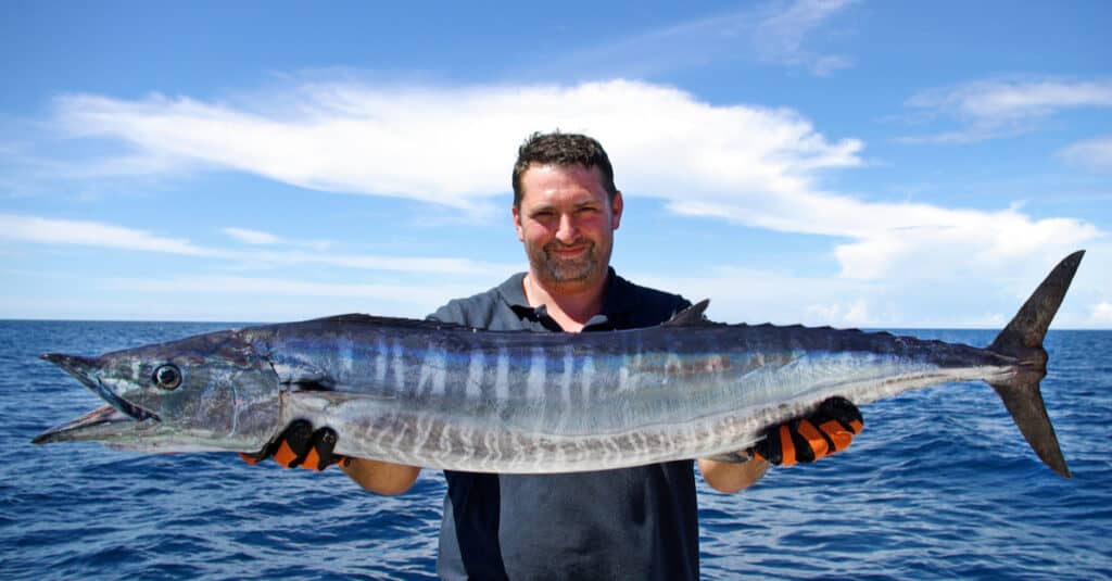 A fisherman holding a wahoo fish