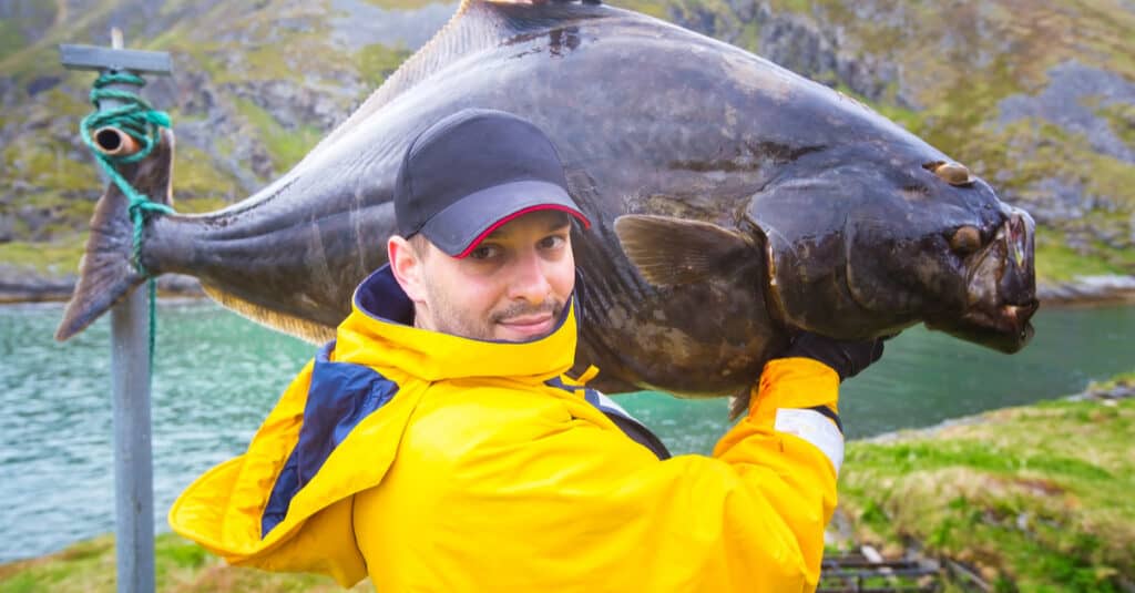 Fisherman in yellow slicker carries a large halibut on his shoulder