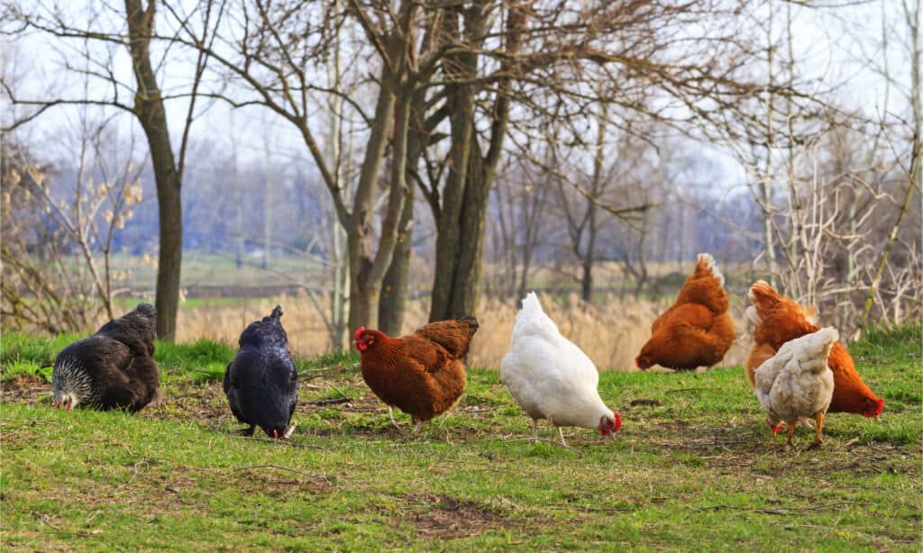 A colorful flock of chickens in a yard