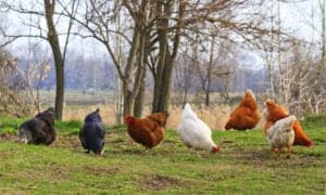 The Best Vitamins for Chickens Picture