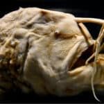 Deep-sea anglerfish