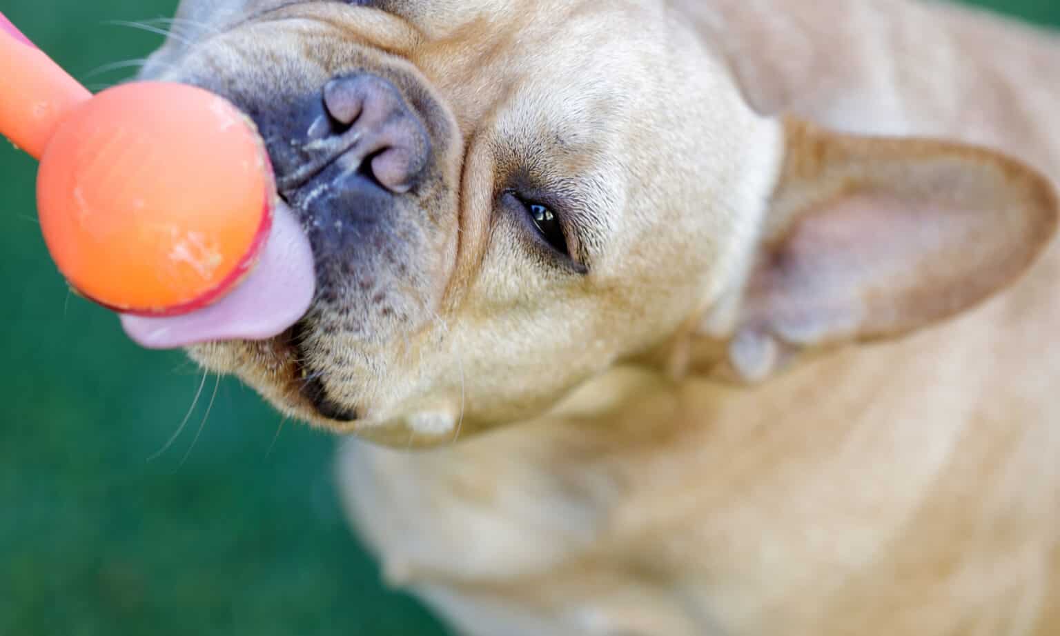 Can Dogs Eat Peanut Butter? How Much? AZ Animals