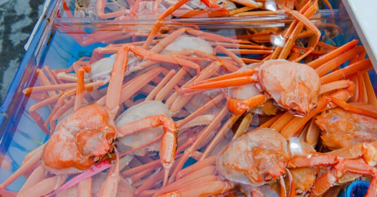 A large quantity of fresh-caught snow crabs