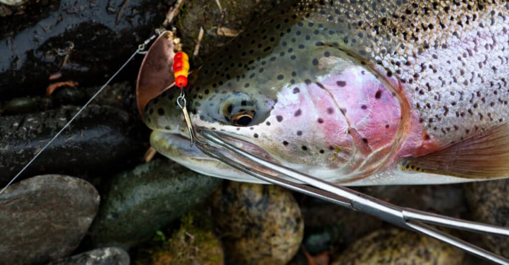 Fresh-caught steelhead trout on stones with lure in its mouth