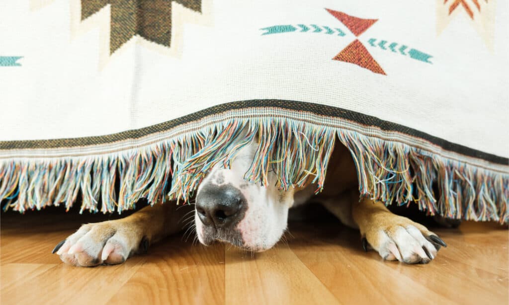 A frightened dog sticks its nose out from under the bed