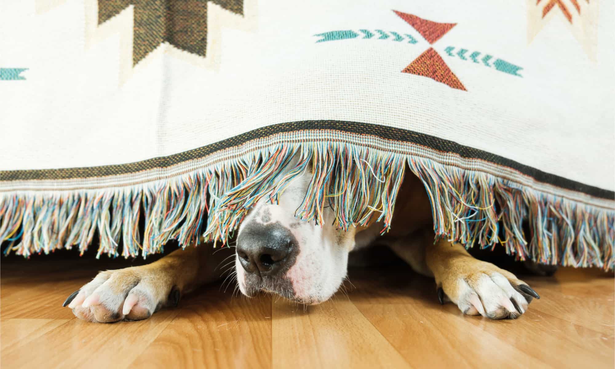 собака сидит под кроватью