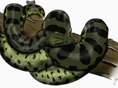 A Bolivian Anaconda