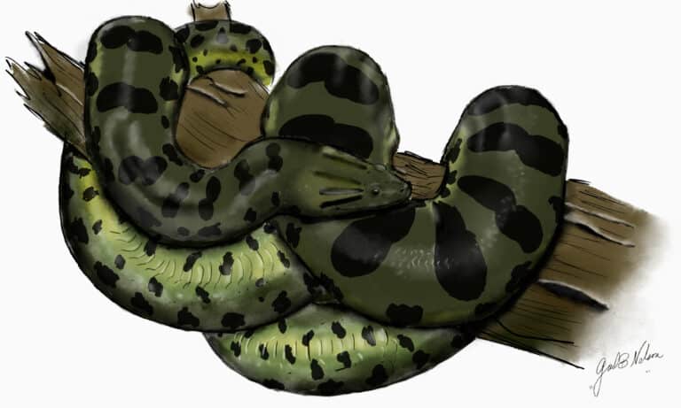 Bolivian Anaconda