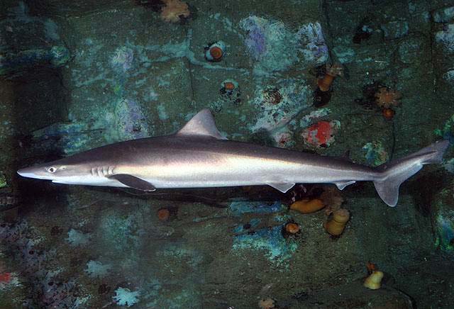 Tope shark