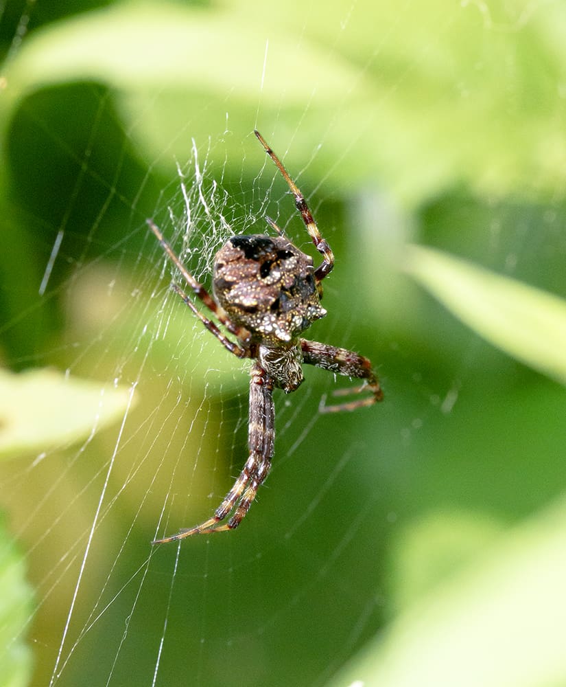 Common Spiders of Maryland - Maryland's Wild Acres