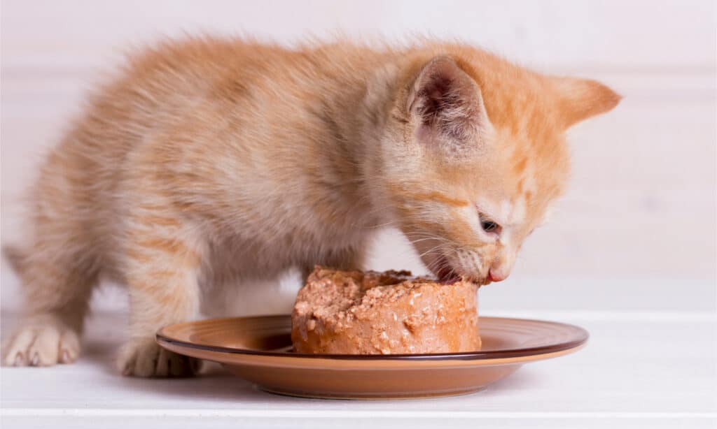 Một con mèo gừng ăn thức ăn mềm